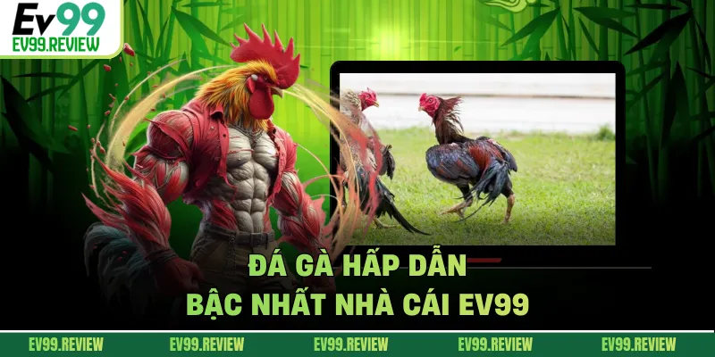 Đá gà hấp dẫn bậc nhất nhà cái EV99